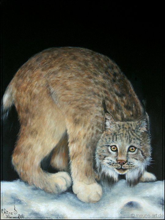 Kanadischer Luchs Acryl auf Leinwand;
60 x 80 cm